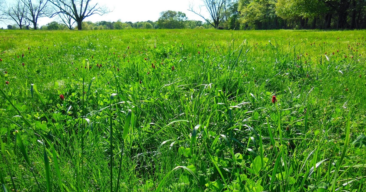 Livestock Communication Legumes for Improving Pasture Productivity