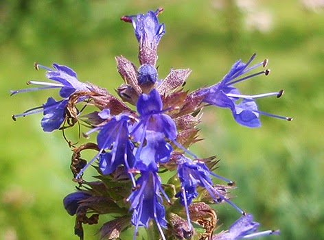Hisopo (Hyssopus officinalis)