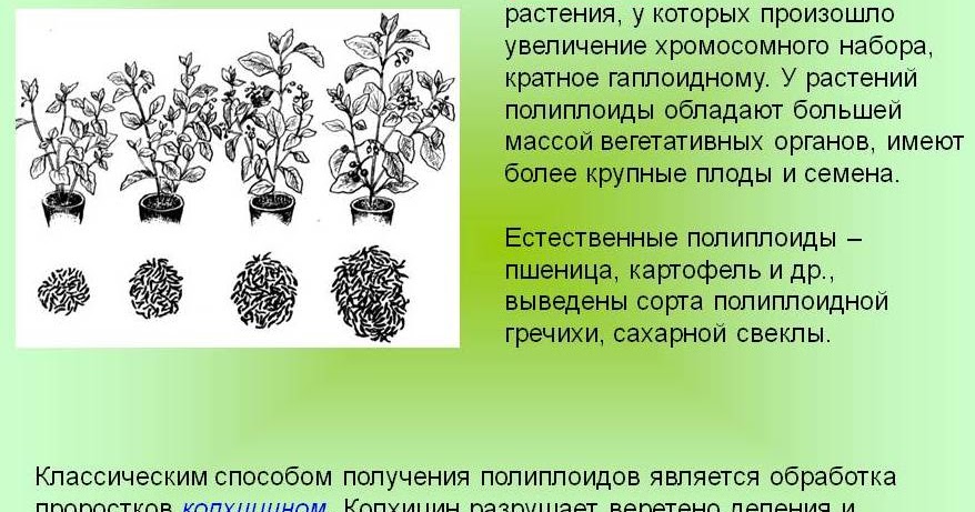 Методы селекции полиплоидия. Полиплоиды это в селекции. Полиплоидия виноград. Метод полиплоидии в селекции. Полиплоидия в селекции растений.