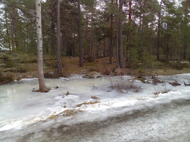 A strand of birch and fir trees in thawing, melting snow.