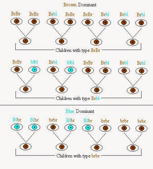 Ген цвета глаз у человека. Генетика цвета глаз человека таблица. Генетика наследственность цвета глаз. Генетика цвет глаз наследование. Генетика цвет глаз наследование таблица.