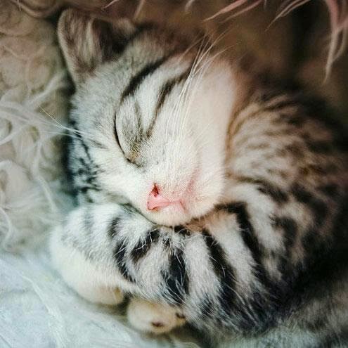 150 Gambar Kucing Lucu Imut Anggora Persia Maine Coon Termasuk