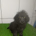 Em Mairi, Esteio da Fazenda está vendendo lindos filhotes de cães