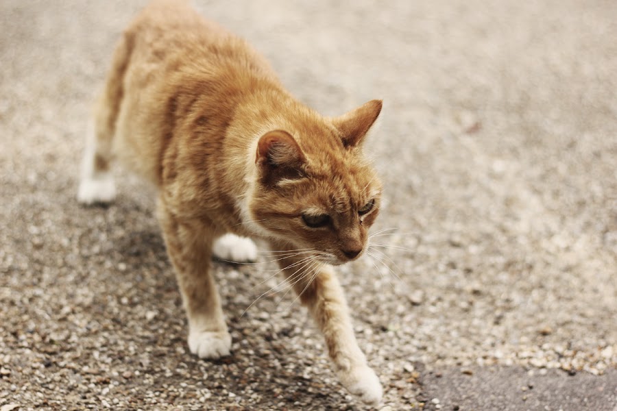 ginger cat essex