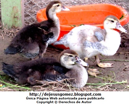 Patos Patos pequeños parados y echado (Patos del Parque Manco Cápac - Perú) . Foto de patos de Jesus Gómez