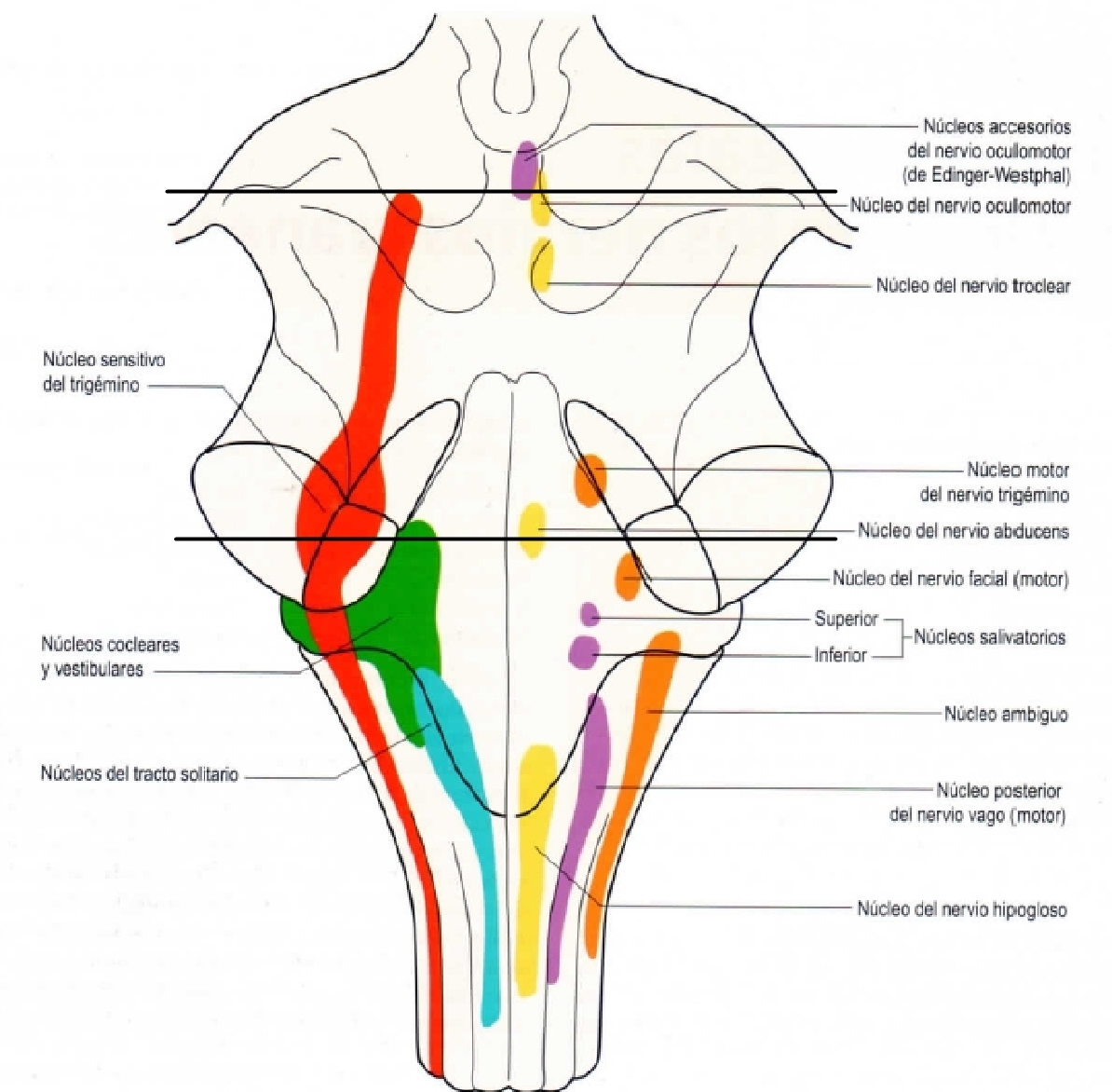 Нуклеус трактус солитарии. Ромбовидная ямка анатомия ядра схема. Cranial nerve nuclei. Nucleus ambiguus анатомия. Nucleus splitting.