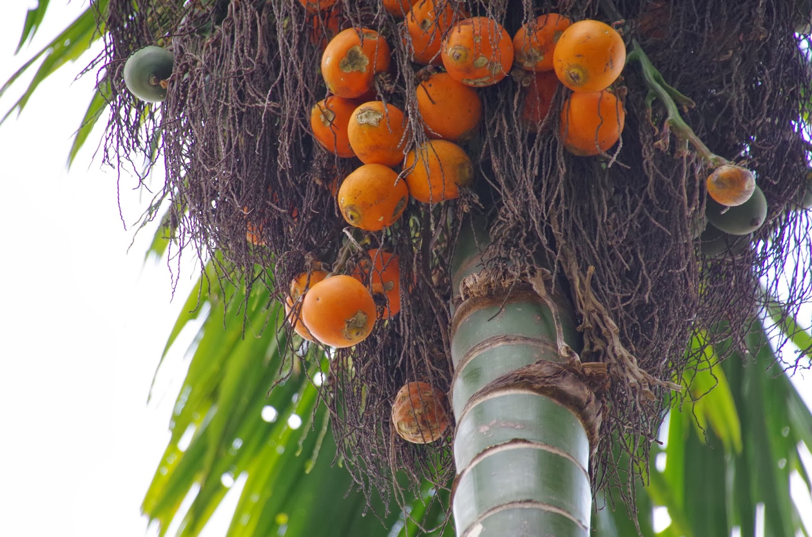 Trees and Plants Betel Nut Palm