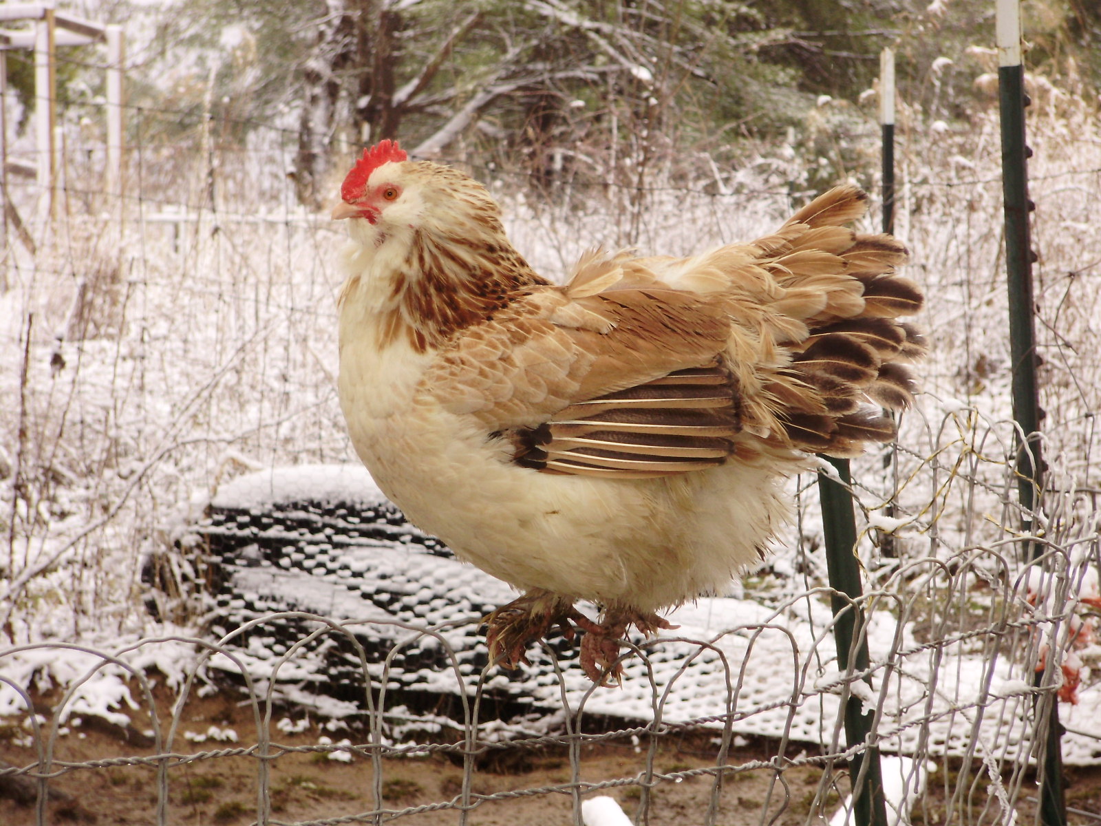 Ohiofarmgirl's Adventures In The Good Land In Praise of Salmon Faverolles