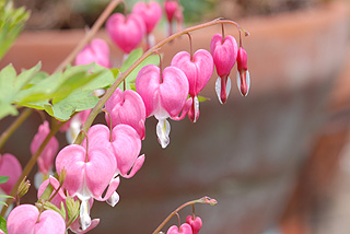 ケマンソウ／タイツリソウ／ディセントラ