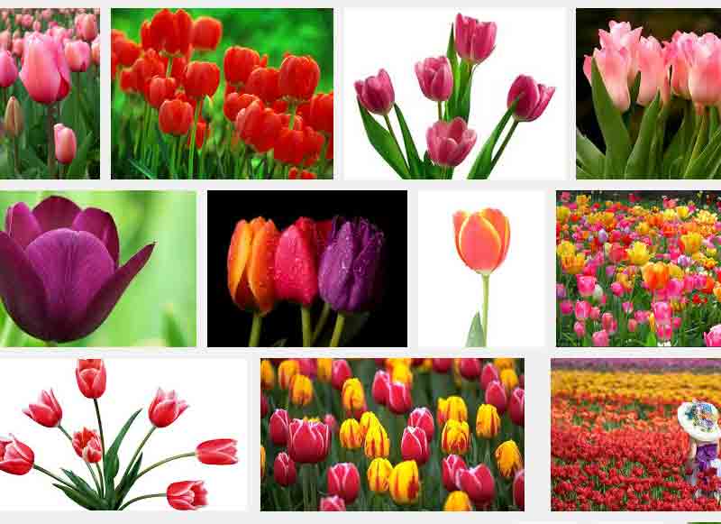 Flowers and Their meanings list 12 Most Famous