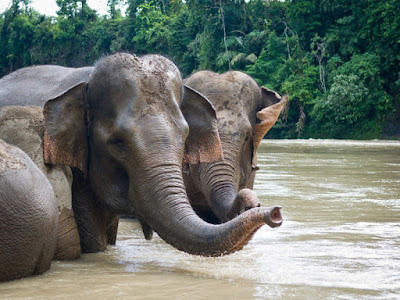 Nasib Gajah Sumatera di Bengkulu Makin Memprihatinkan Nasib Gajah Sumatera di Bengkulu Makin Memprihatinkan