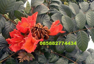 JUAL POHON SPATHODEA kecrutan Jual sphatodea bunga merah dengan harga murah