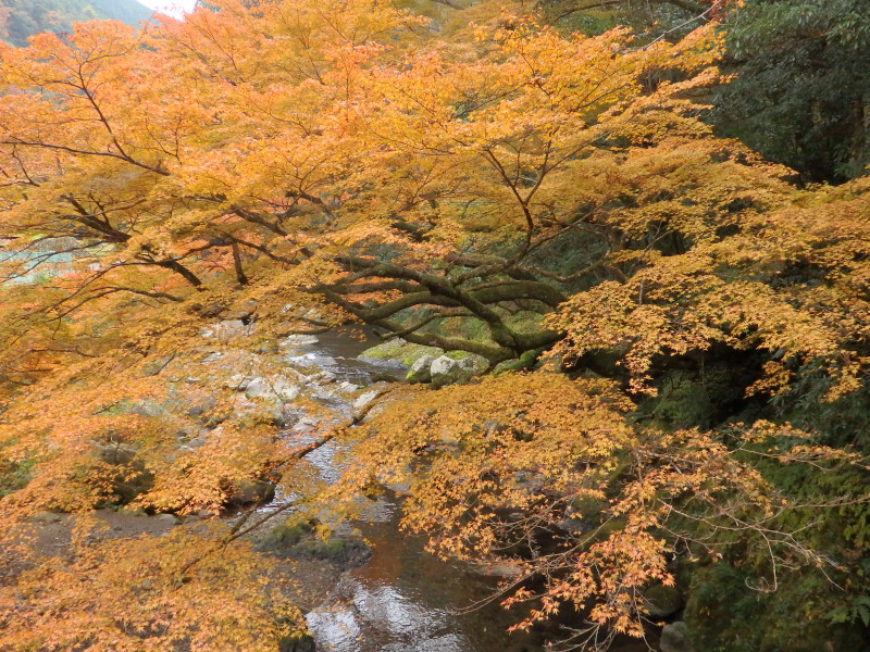 徒然おうどいろ日記 紅葉の木谷峡