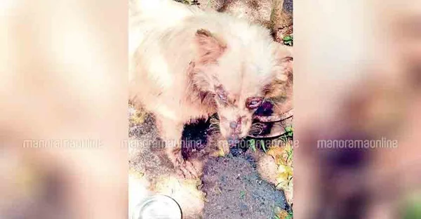 Kerala, News, Dog, Accused, Attack against Dogs; Accused identified