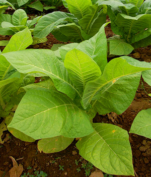 what chemicals are in tobacco leaves what chemicals are in tobacco leaves