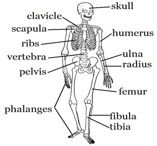 Hum an Body11 - शरीर के तंत्र | Body system