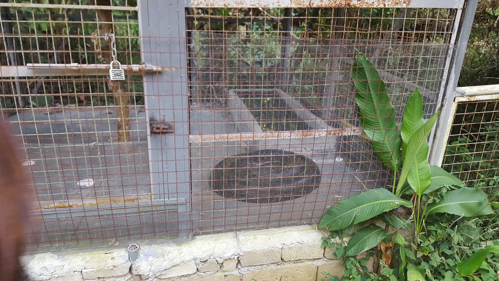 Reptiland Adventure Tagaytay Side Trip Part II Casita del Rose