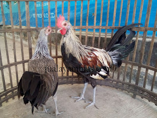 Galeri Foto Ayam Onagadori Terbaru 7 Galeri Foto Ayam Onagadori Terbaru Jual Ayam Hias Ayam onagadori Usia 4 Bulan