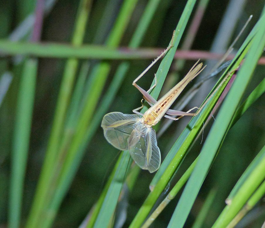 BunyipCo Australian Tree Crickets