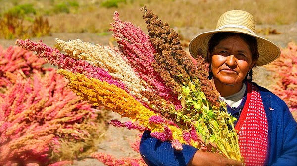 Descifran genoma de quinoa, planta considerada una esperanza mundial