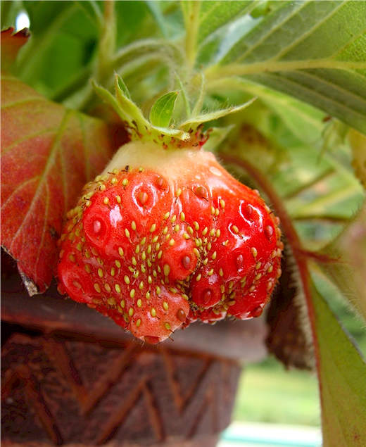 Mutant strawberry
