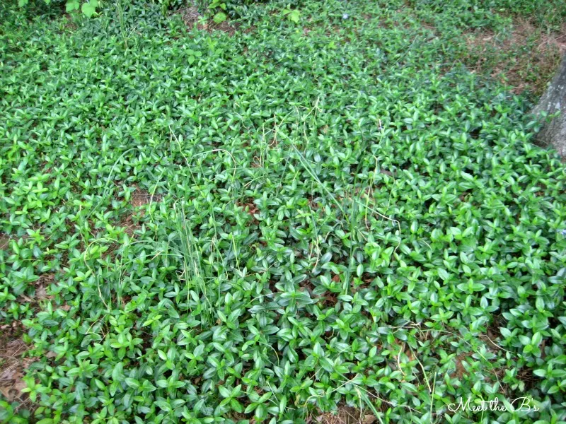 How to remove ivy ground cover | Meet the B's