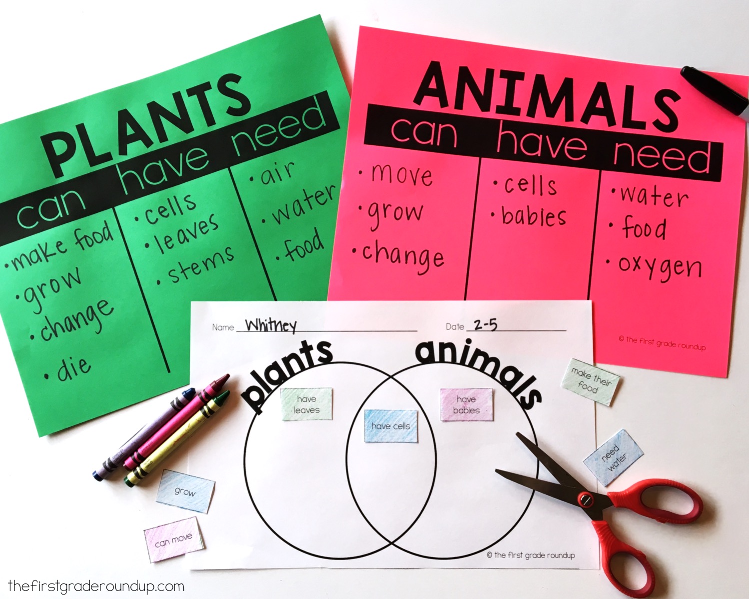 Animal Classification Anchor Chart