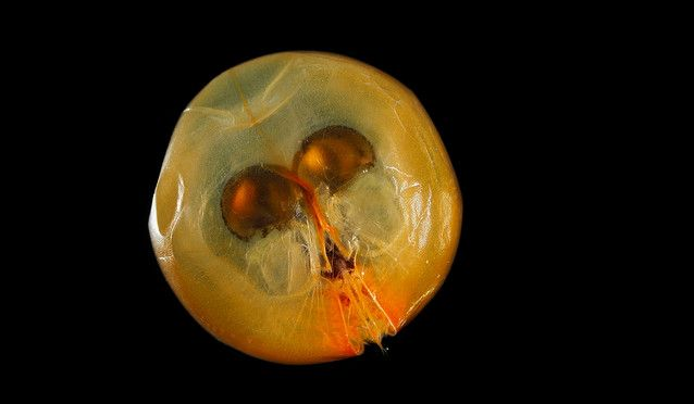 Giant Ostracod