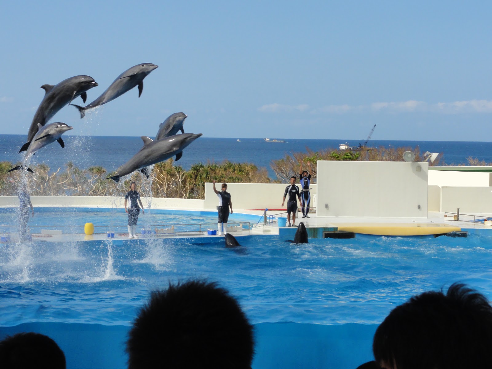 Okinawa A Marine Adventure Ocean Expo Park Dolphin Show & Churaumi Aquarium Playground
