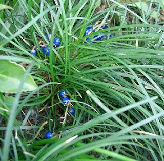  Tanaman ophiogon yaitu tanaman rumput yang sering kita jumpai berada di sekitar kita Manfaat dan Khasiat Tanaman Ophiogon (Ophiopogon Japonicus)