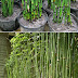 Equisetum Horsetail Plants