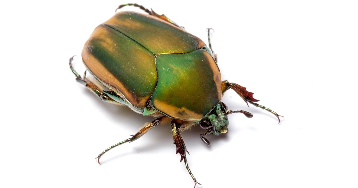 green june beetle life cycle