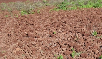 Mengapa tanah vulkanis dan aluvial sangat baik bagi sektor pertanian