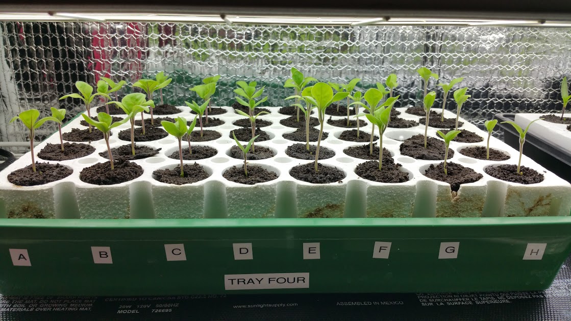 Wasilla Alaska Garden Adventures seedlings and I am trying Patio Hybrid and Satin Moon Hybrid both are shorter container varieties that should do well in my Alaska Grow Buckets