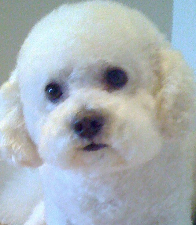 A1 pet grooming, New York