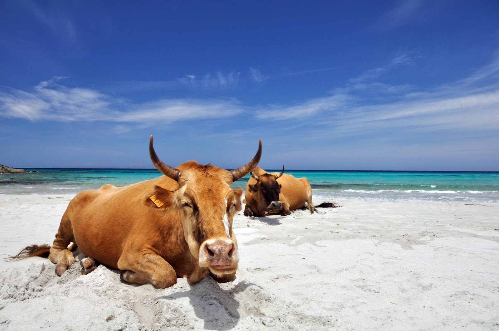 10 fotos abusadas de vacas na praia 10 fotos abusadas de vacas na praia