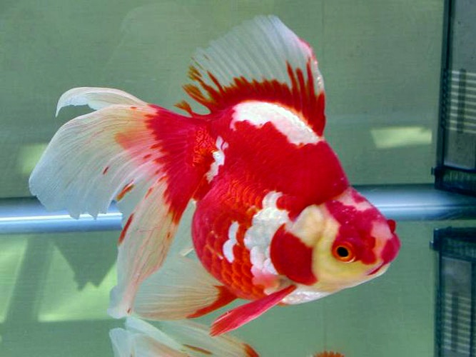 Jual Ikan Hias Koki Kabupaten Lamongan