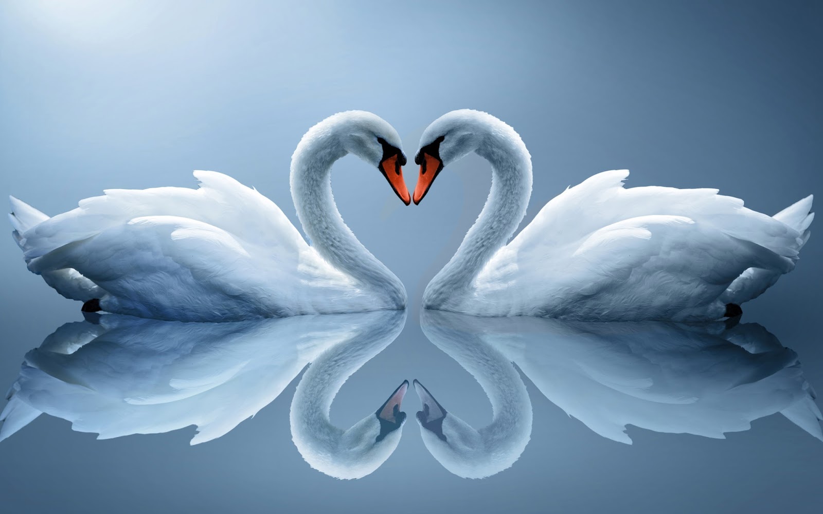 Beautiful Animal & Couple Image Of Love HD Desktop Wallpaper Download ...