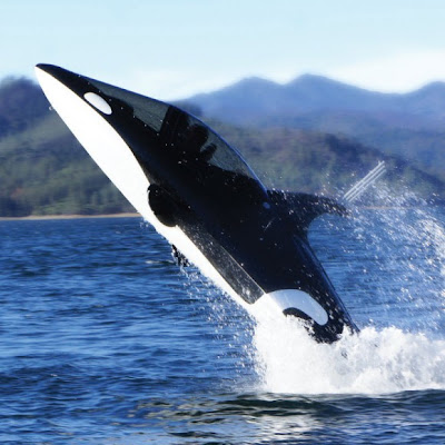غواصة الحوت القاتل : غواصة تصل سرعتها إلى 50 ميلا في الساعة علي سطح الماء