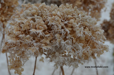 Snowball photo by Trisha Field