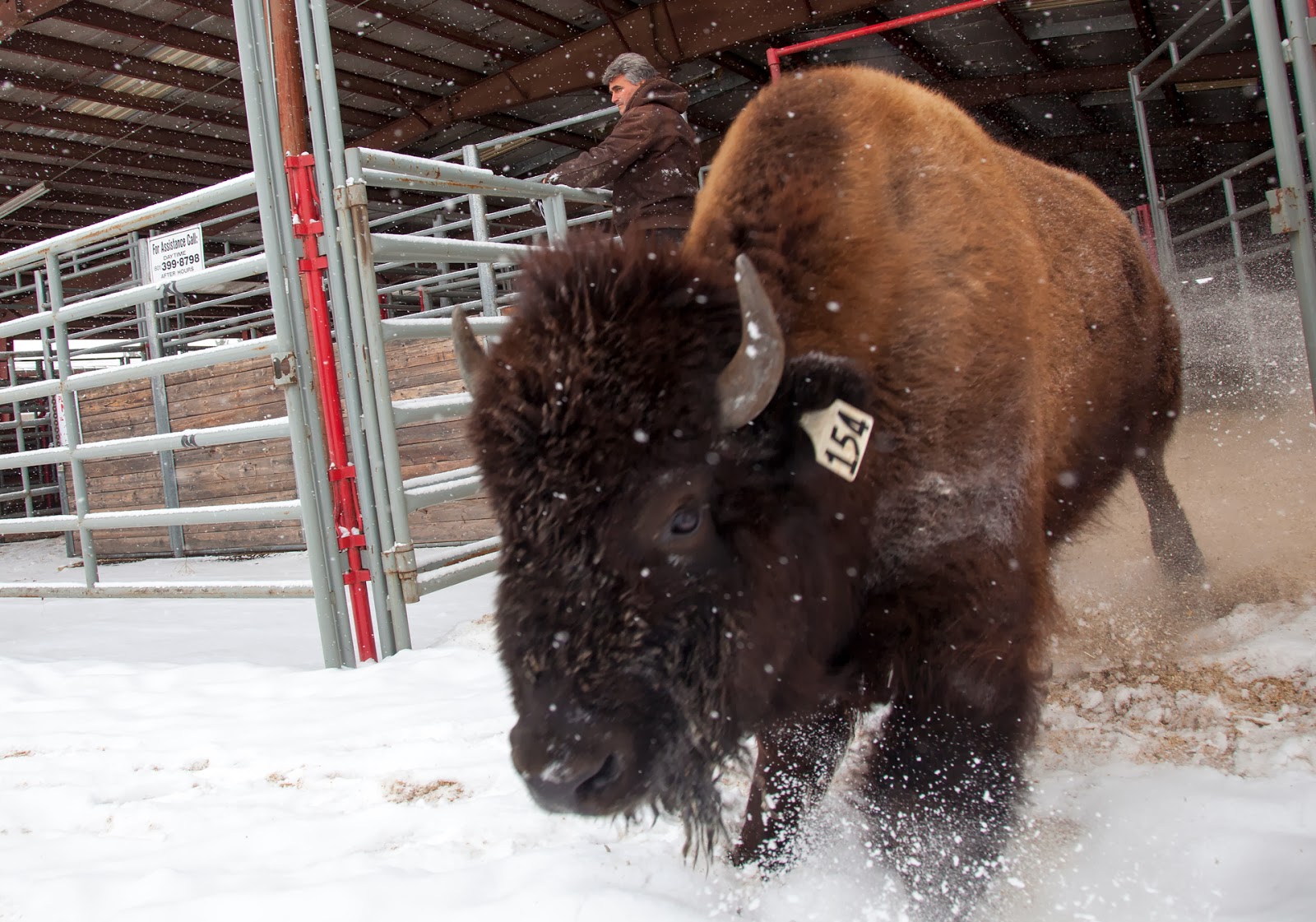 Benjamin Zack Photography Bison Auction