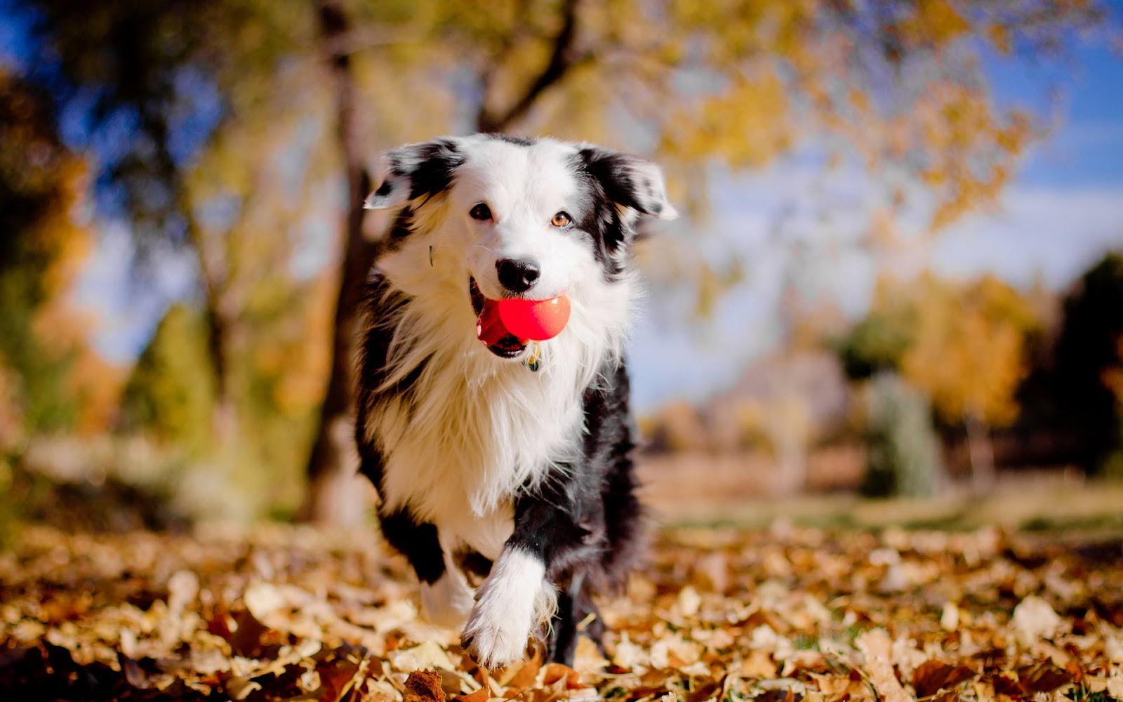 5 easy and fun tricks to teach your dog australian dog lover