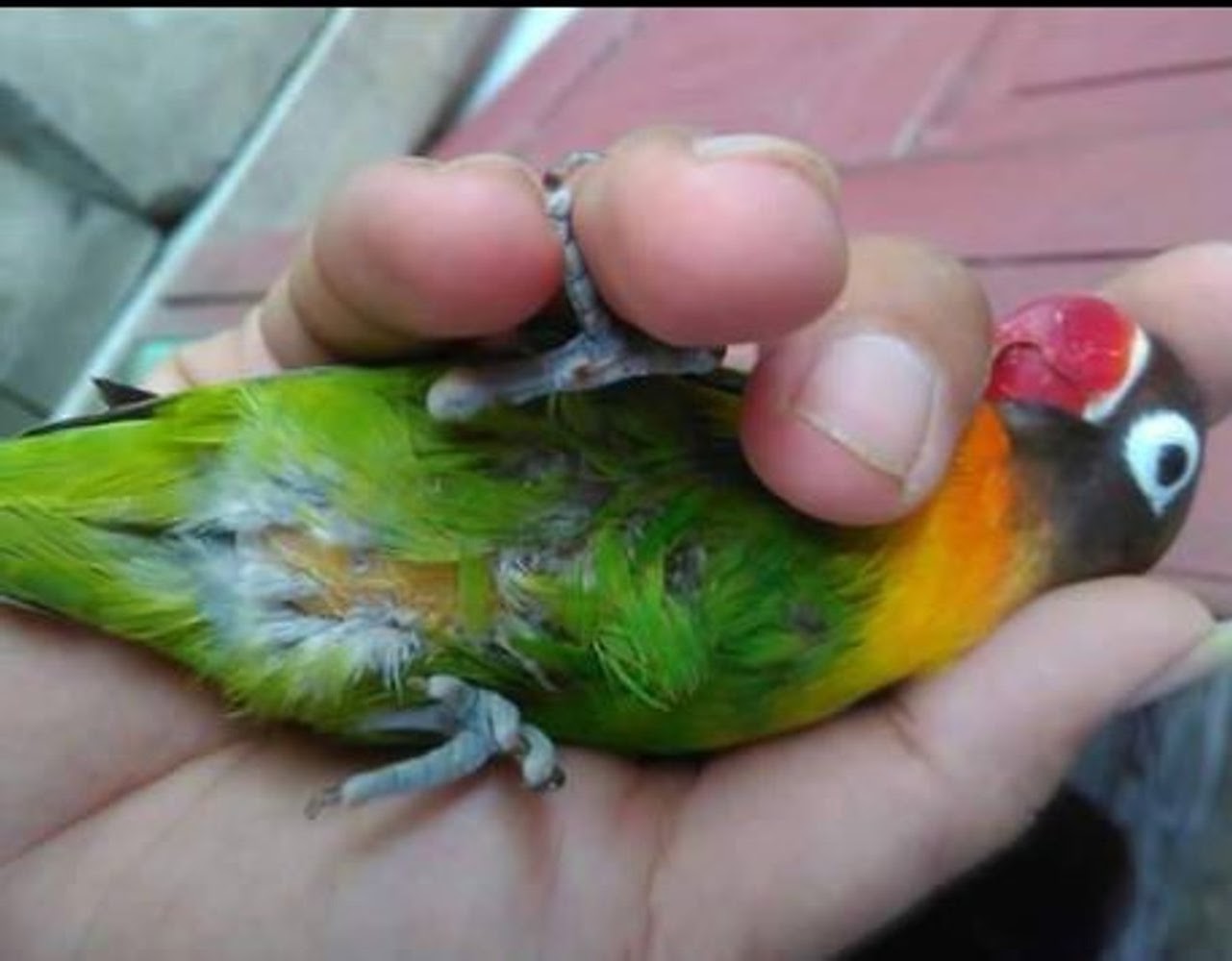 Mengobati Lovebird Nglemak Nggajih Agar Produk Lagi
