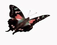 Butterfly Butterfly - Music for the Soul
