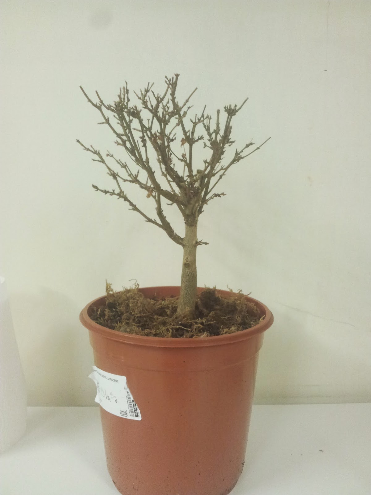 Shohin y mini bonsai Reempezando un arce en estilo escoba. Re