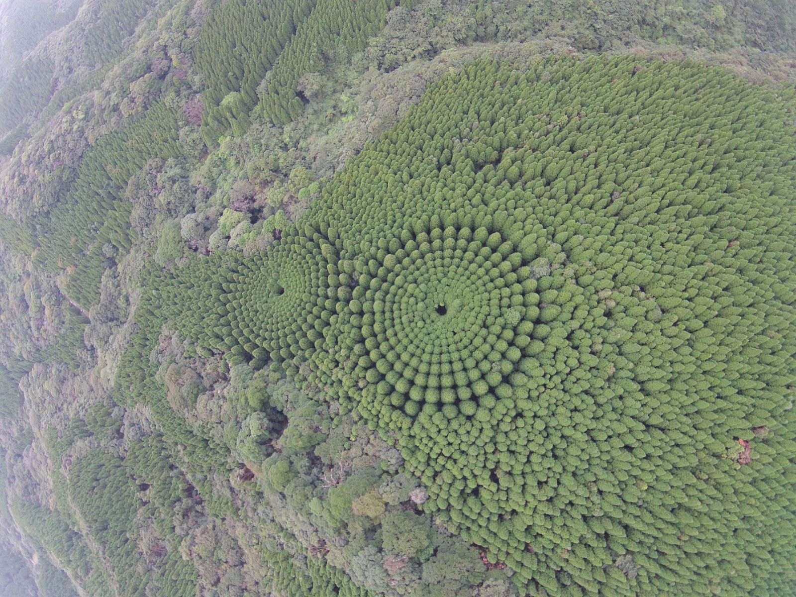 Charming Pictures Of Tree 'Crop Circles' In Japan Charming Pictures Of Tree 'Crop Circles' In Japan