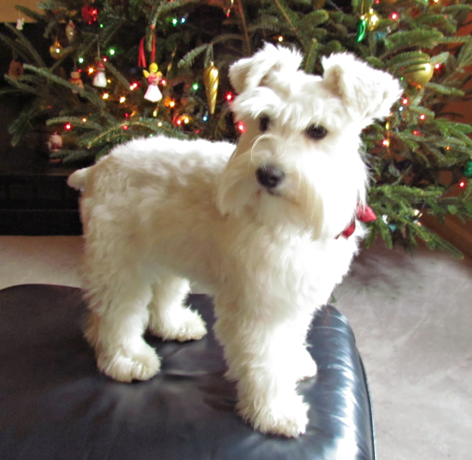 Growing Puppies - Virginia Schnoodle Breeder --Hypoallergenic Dogs