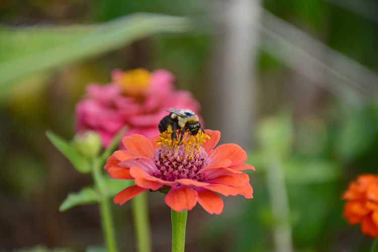 Bees; zinnias; flowers; pollination | My Darling Days Bees; zinnias; flowers; pollination | My Darling Days