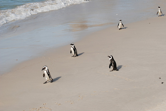pinguini Cape Town Sudafrica