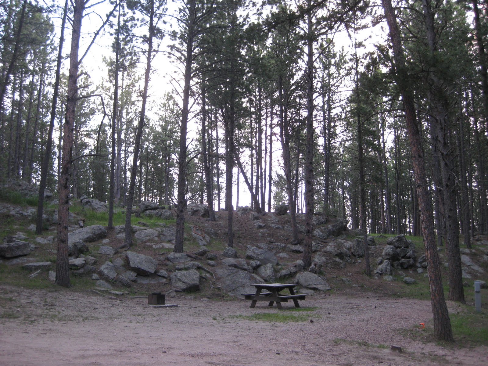 CampgroundCrazy Big Pine Campground, Custer, South Dakota